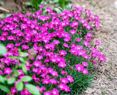 開(kāi)花的地被植物有哪些？多種選擇讓你的花園更添色彩