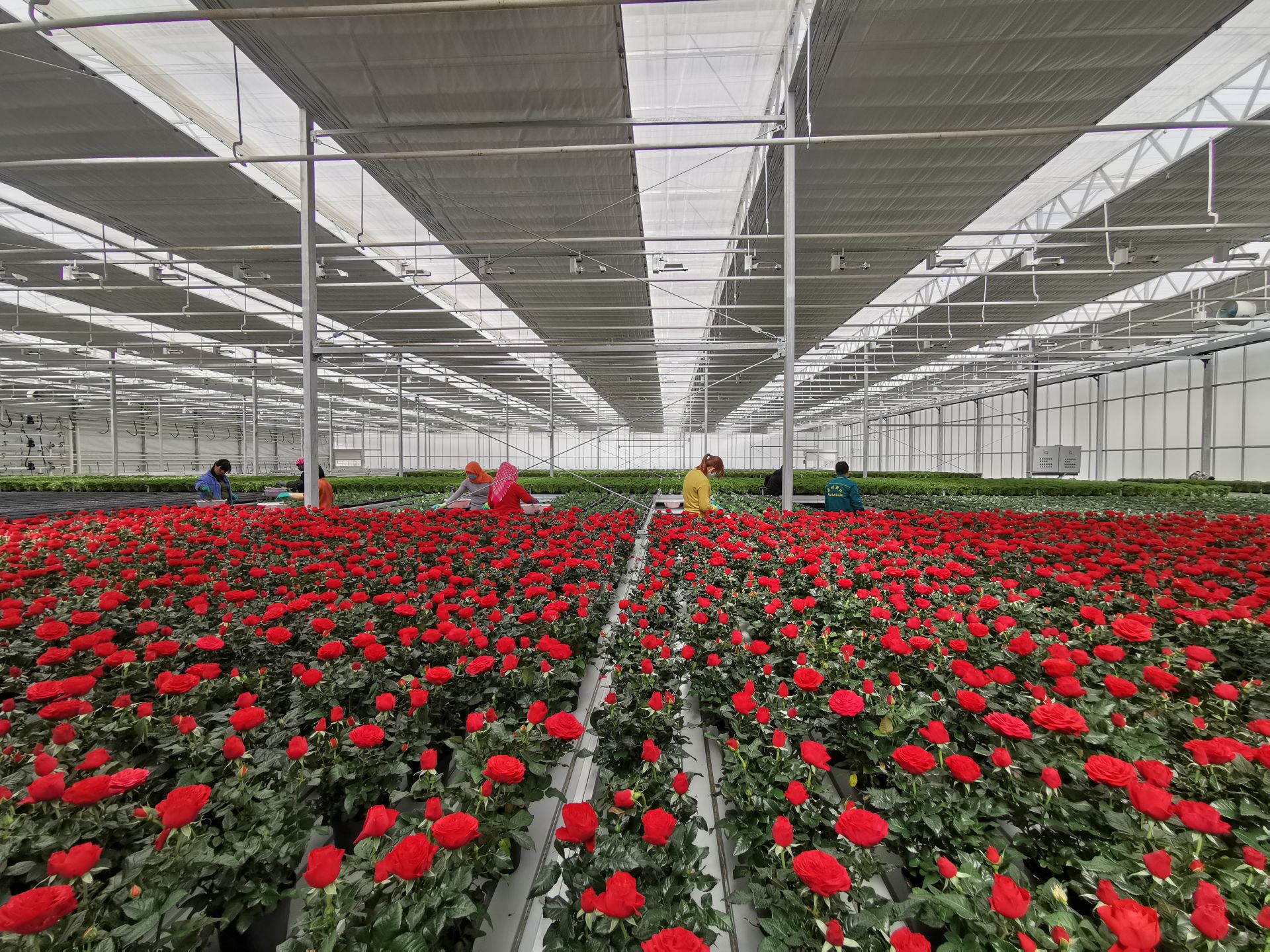 永城市高莊花卉產業基地 - 美篇