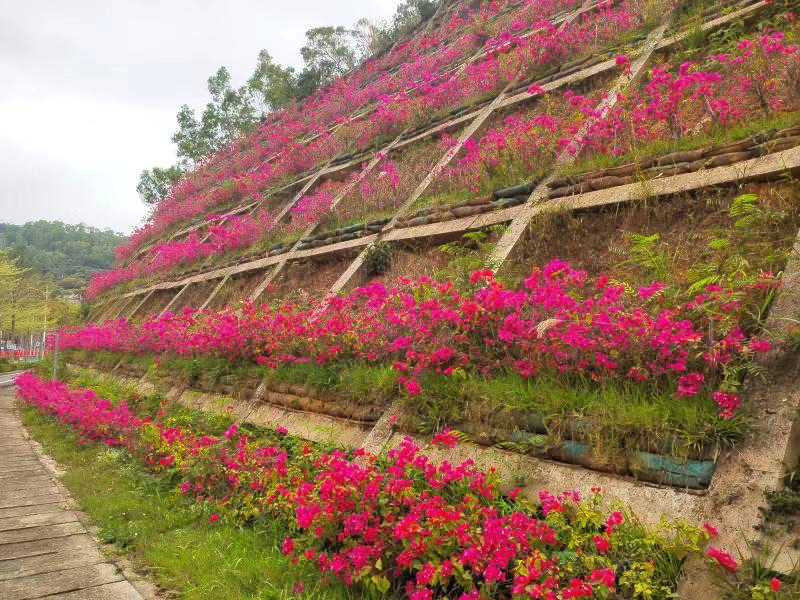 邊坡種植灌木約2500株，龍巖加快“城市琢玉”全面提升城區(qū)品質(zhì)