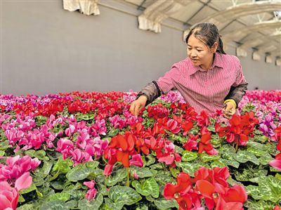 “無(wú)中生有”的魔法 扦插誘導(dǎo)決定花卉種植的成敗優(yōu)劣