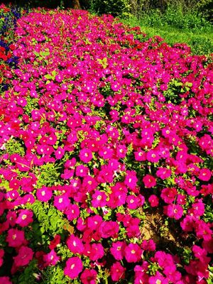 矮牽牛的種植指南 打造陽(yáng)臺(tái)與花園的絢麗風(fēng)景